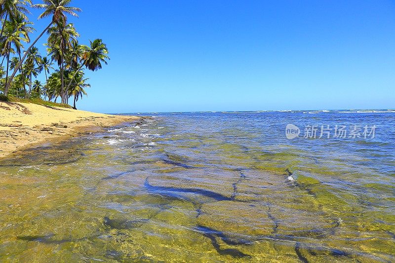 热带天堂:田园诗般的Praia do Forte海滩日出，巴伊亚，巴西